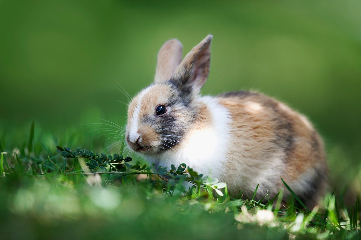 Coelho anão Holandes